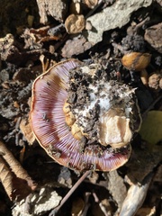 Cortinarius atkinsonianus