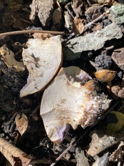 Cortinarius atkinsonianus