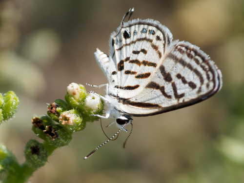 Mediterranean Pierrot