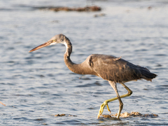 Egretta gularis