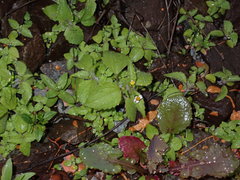 Galinsoga quadriradiata