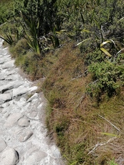 Anthochortus crinalis