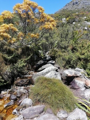 Anthochortus crinalis