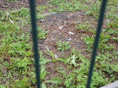 Plantago