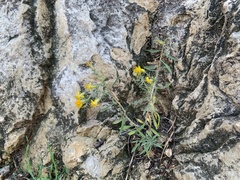 Ericameria arizonica