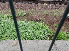 Trifolium repens