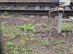 Taraxacum officinale