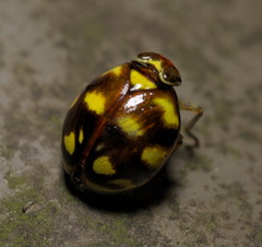 Ceratogergithus pseudotessellatus