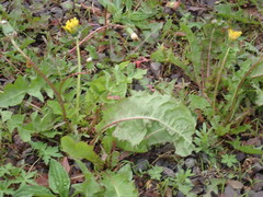 Taraxacum officinale