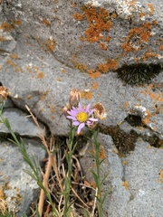Erigeron arenarioides