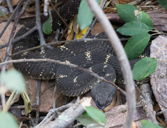 Crotalus cerberus