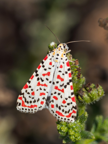 Utetheisa pulchella