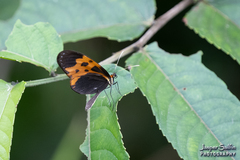 Mechanitis messenoides deceptus