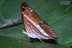 Adelpha cocala cocala