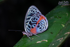 Eunica sophonisba