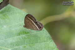 Yphthimoides maepius