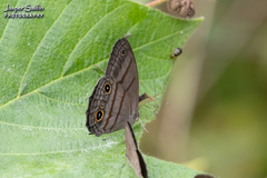 Megeuptychia antonoe