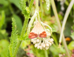 Pyrausta semirubralis