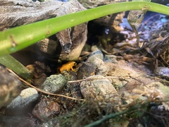 Phyllobates terribilis