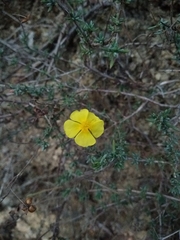 Fumana thymifolia