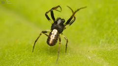 Hypsosinga lithyphantoides