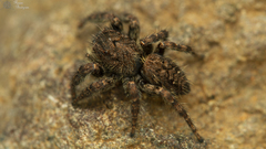 Nigorella hirsuta