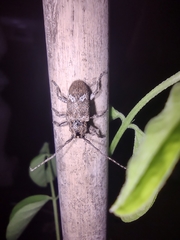 Prosoplus bankii