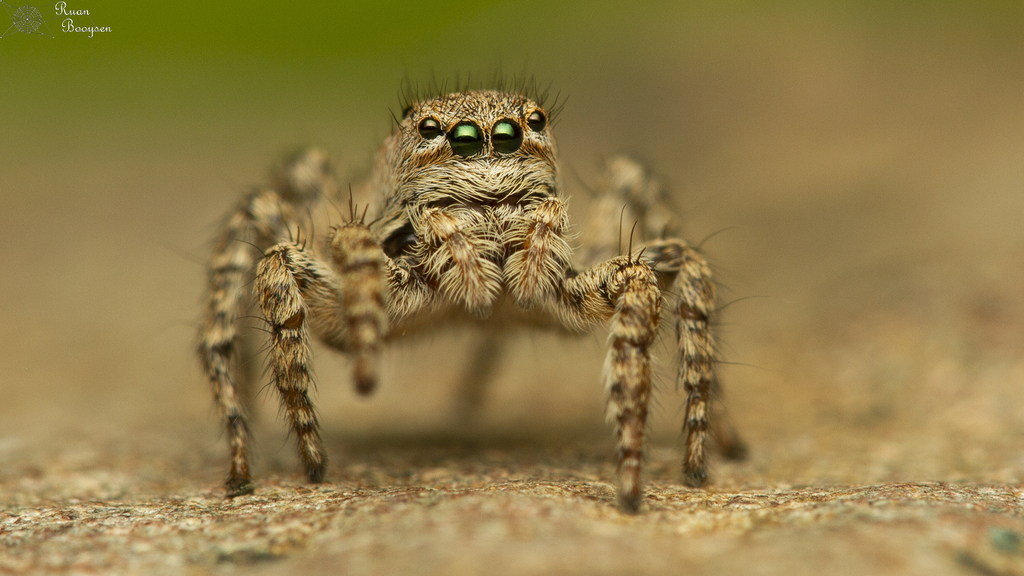 Langona hirsuta