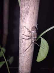 Prosoplus bankii
