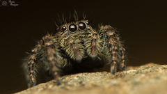 Nigorella hirsuta