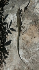 Podarcis hispanicus