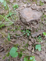 Mollugo verticillata