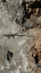 Podarcis hispanicus