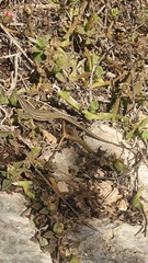 Podarcis hispanicus
