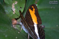 Adelpha cocala cocala