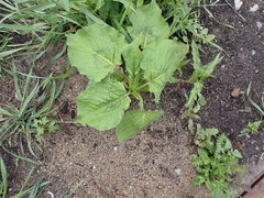 Persicaria orientalis