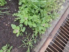 Chenopodium album
