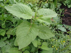 Persicaria orientalis