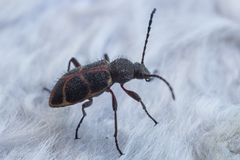Lystronychus pulchellus
