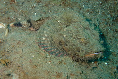 Scorpaenopsis diabolus