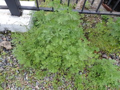 Artemisia sieversiana