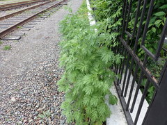Artemisia sieversiana