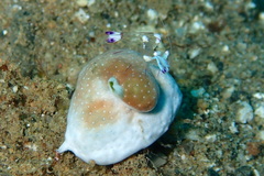 Ancylomenes magnificus