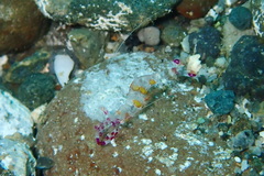 Ancylomenes luteomaculatus