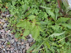 Acer negundo