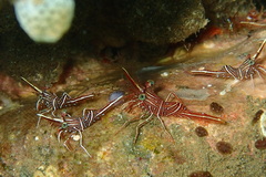 Rhynchocinetes durbanensis