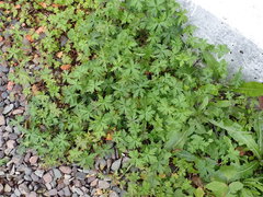 Geranium sibiricum