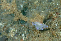 Unidentia
