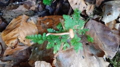 Laccaria laccata affinis