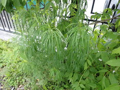 Artemisia selengensis